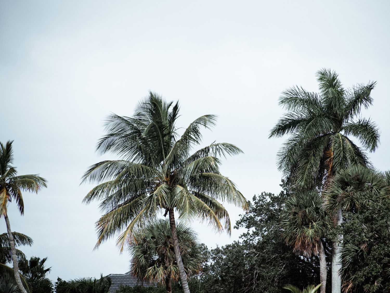 Hurricane Shutters vs. Impact Windows Understanding the Difference
