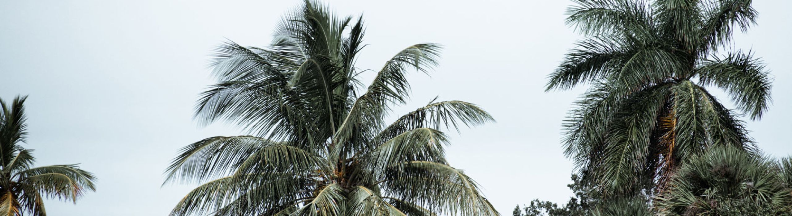 tampa bay hurricane impact windows