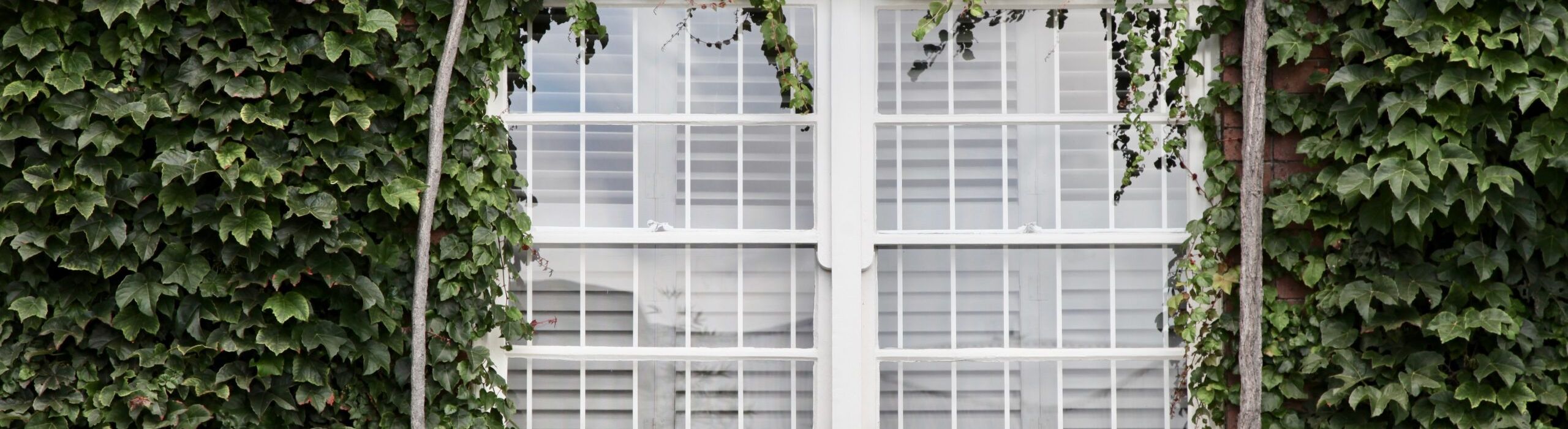 Tampa Bay Commercial Windows