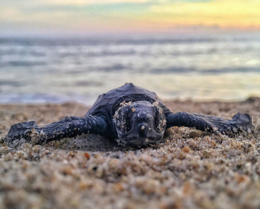 St Pete Window Company