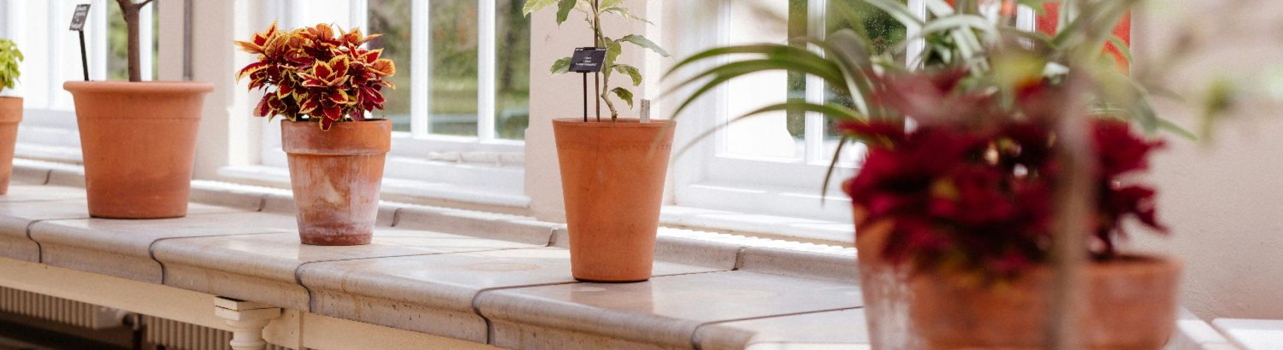 St Pete hurricane impact windows