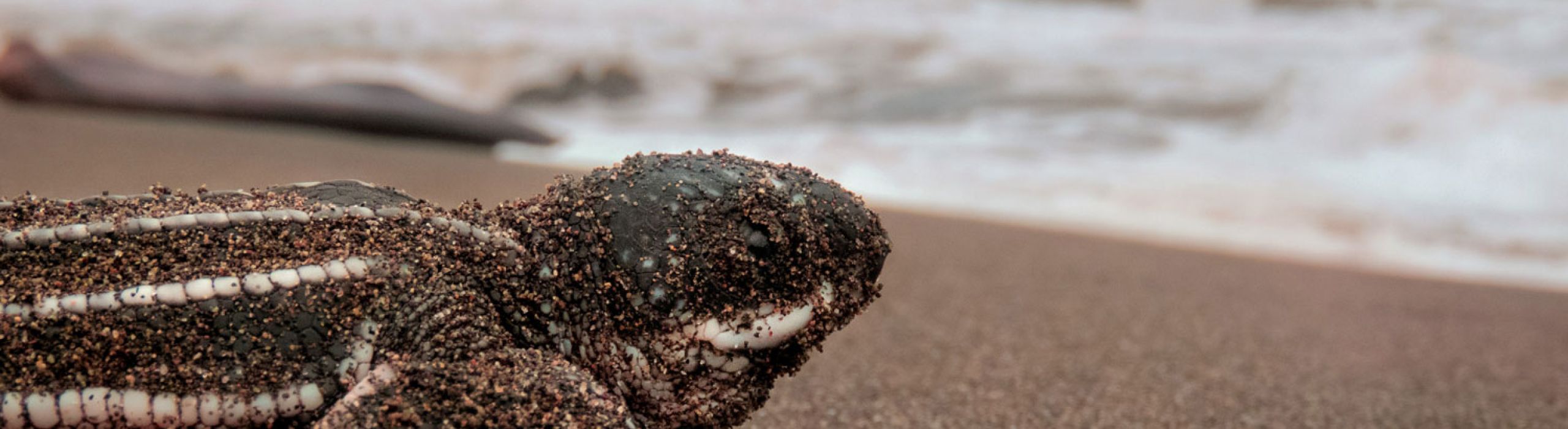 st petersburg hurricane impact windows