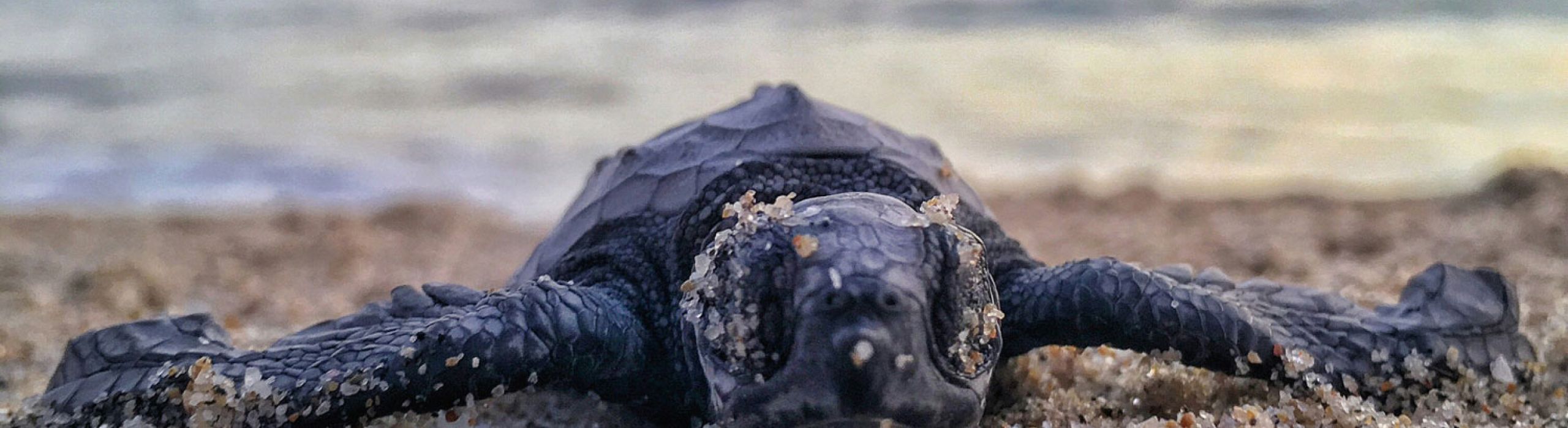 St Pete Window Company